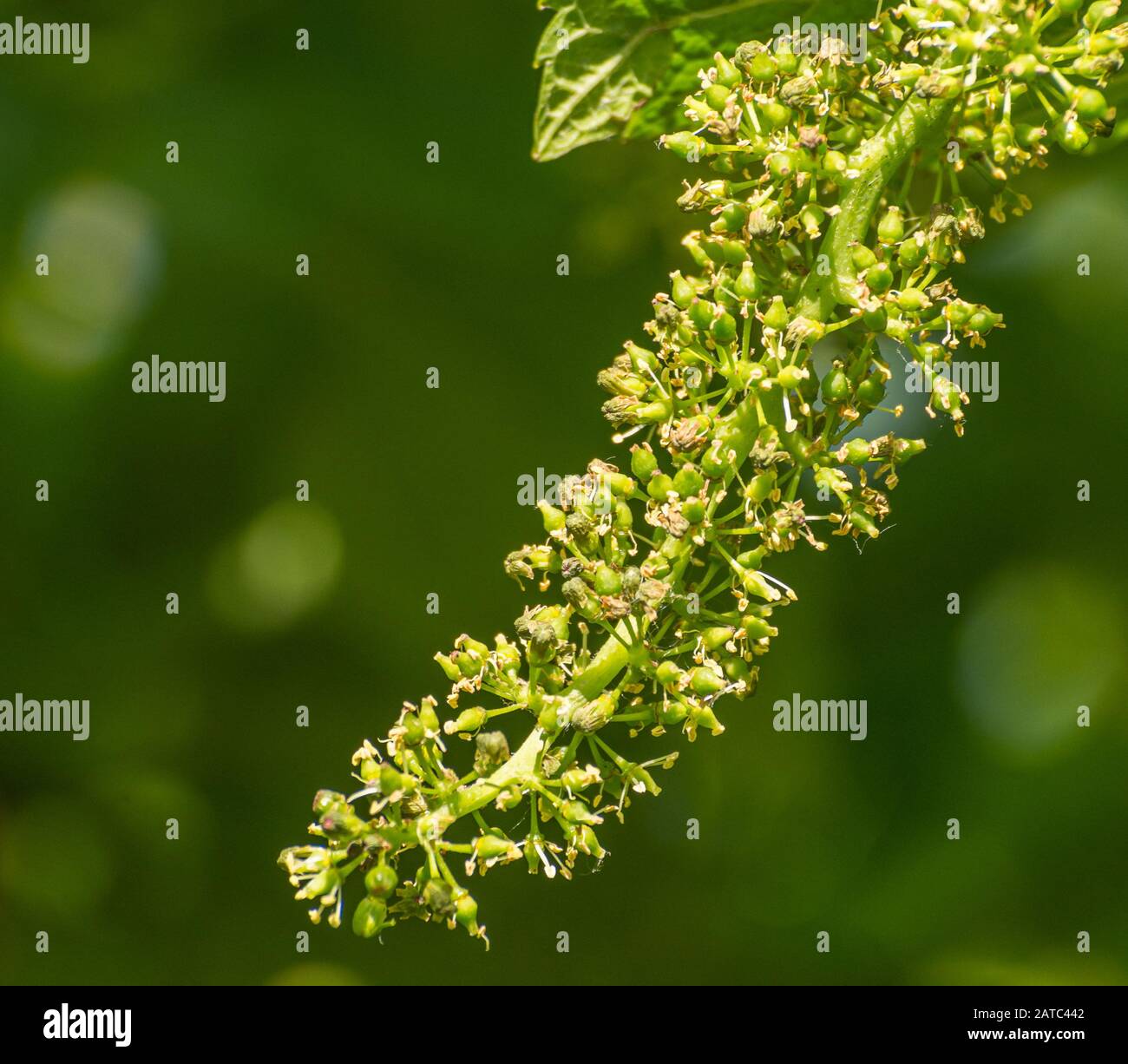 Vite vitis vinifera con piccoli fiori e frutta in fase di sviluppo. Primo piano Foto Stock