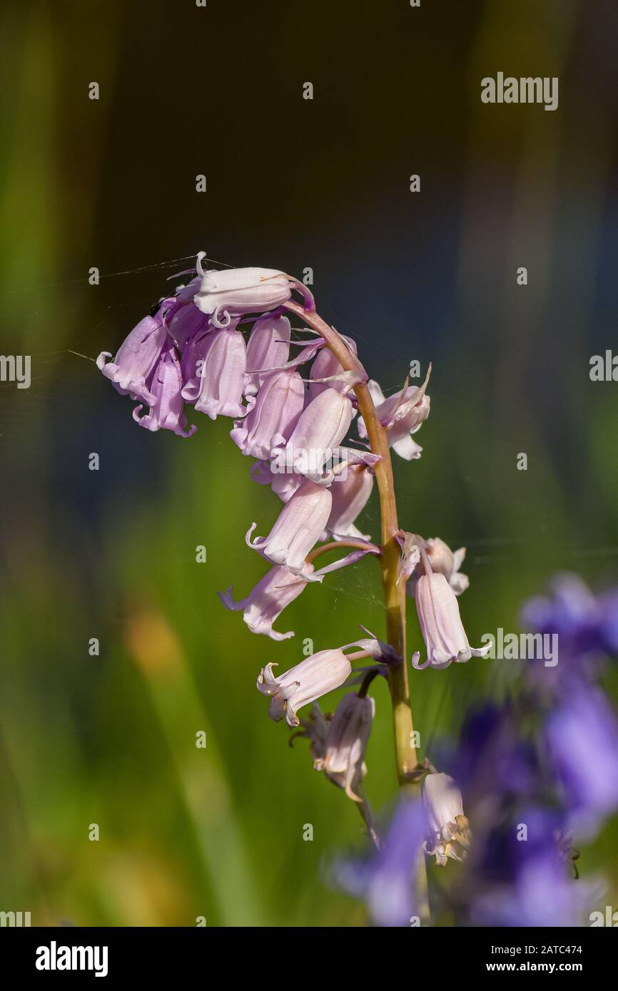 Il fiore non-scripta di Hyacinthoides rosa è una mutazione naturale del fiore del bluebell, spesso trovato che cresce nei boschi del bluebell nel Regno Unito Foto Stock