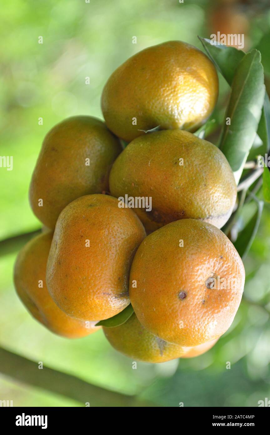 I tangerini di closeup si diramano in giardino di giorno Foto Stock