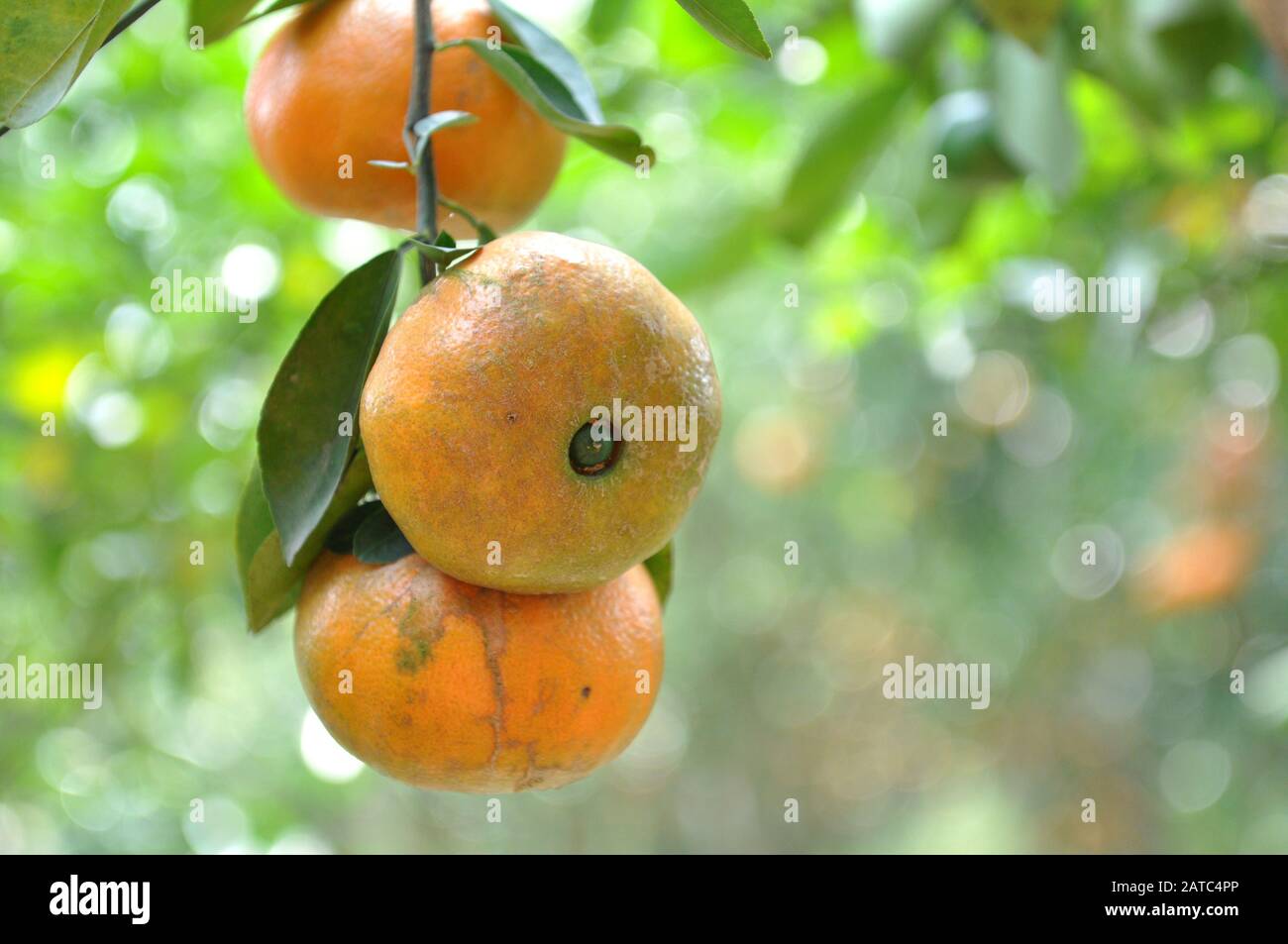 Mandarini frutta su alberi in giardino Foto Stock