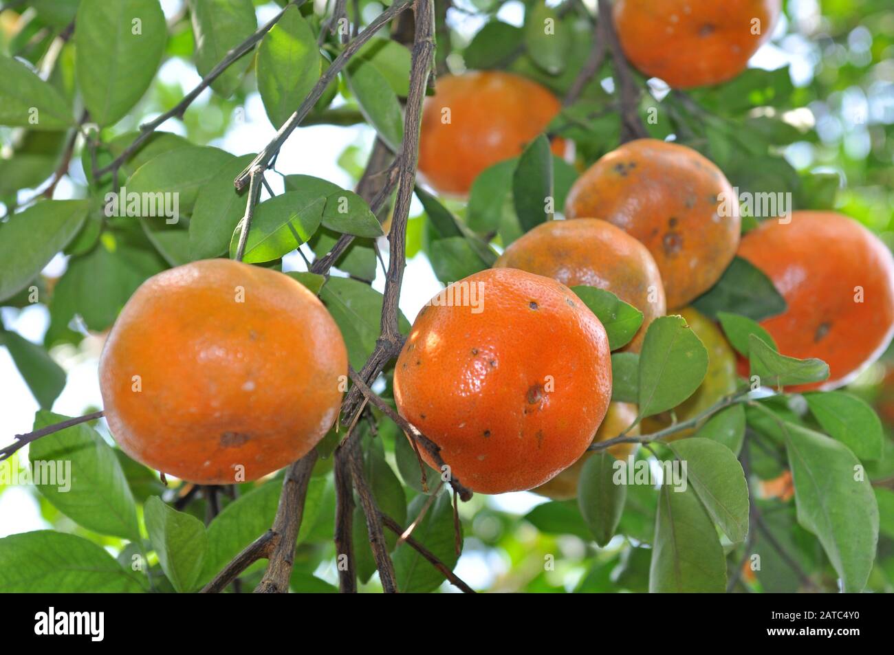 Closeup tangerini in giardino di giorno Foto Stock