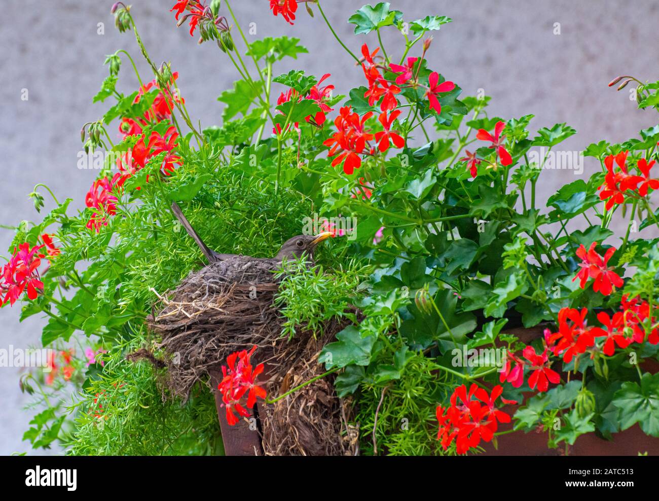 Uccello nero femminile (Turdus merula) sul nido con pulcini sul balcone fiorito Foto Stock