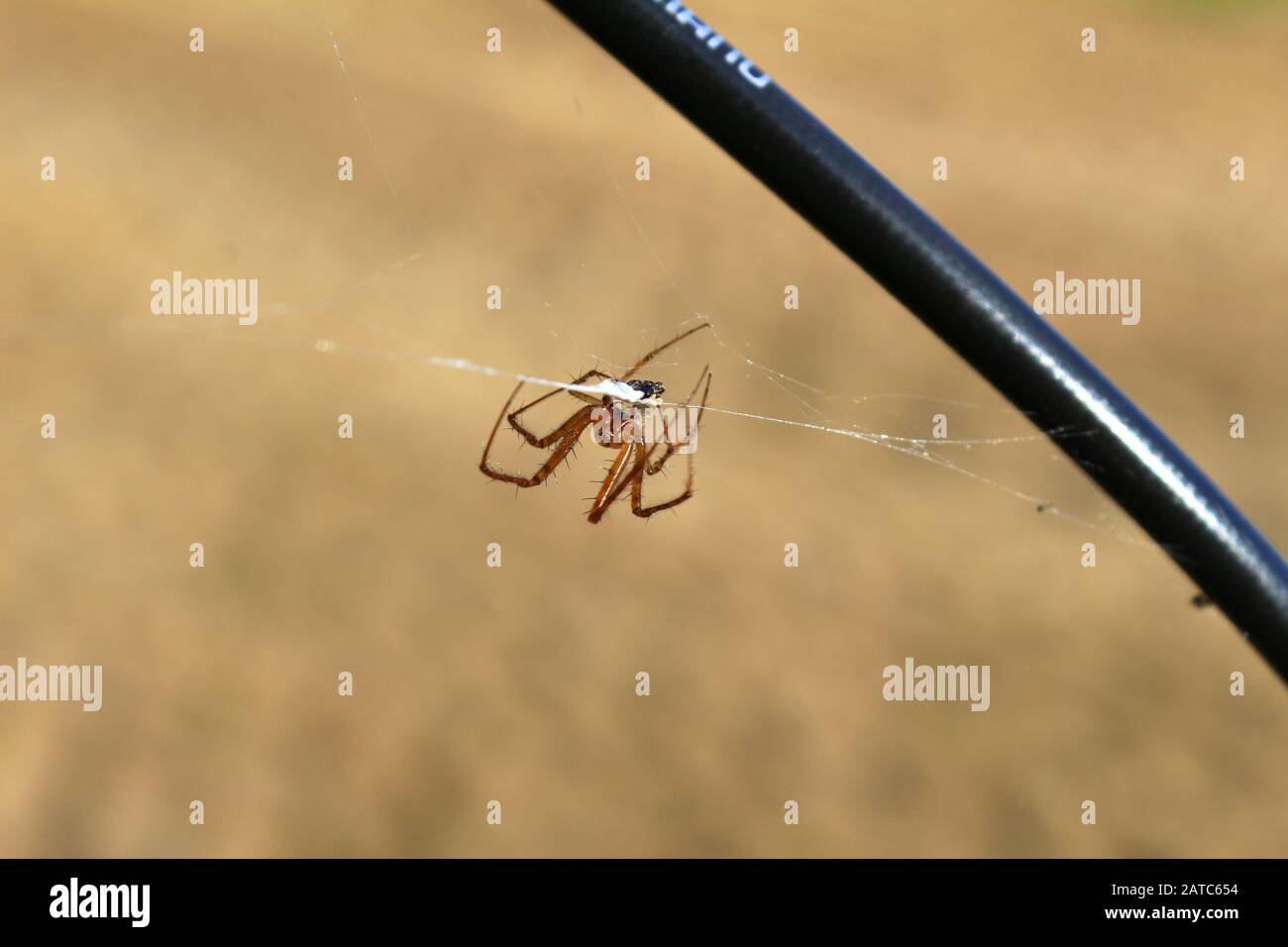 Il ragno avvolge la sua preda nel nastro Foto Stock