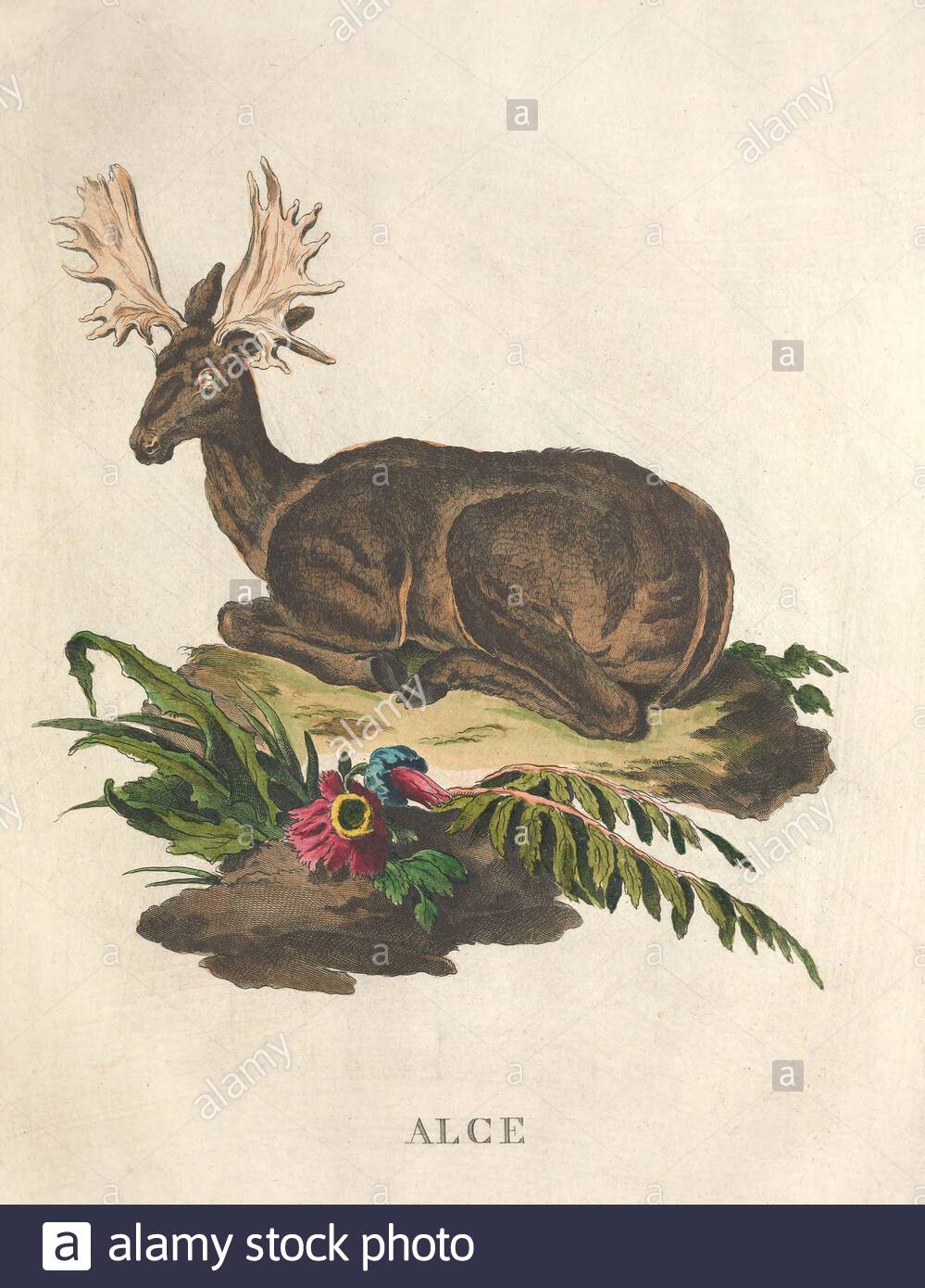 Moose, illustrazione a colori vintage dal 1771 Foto Stock