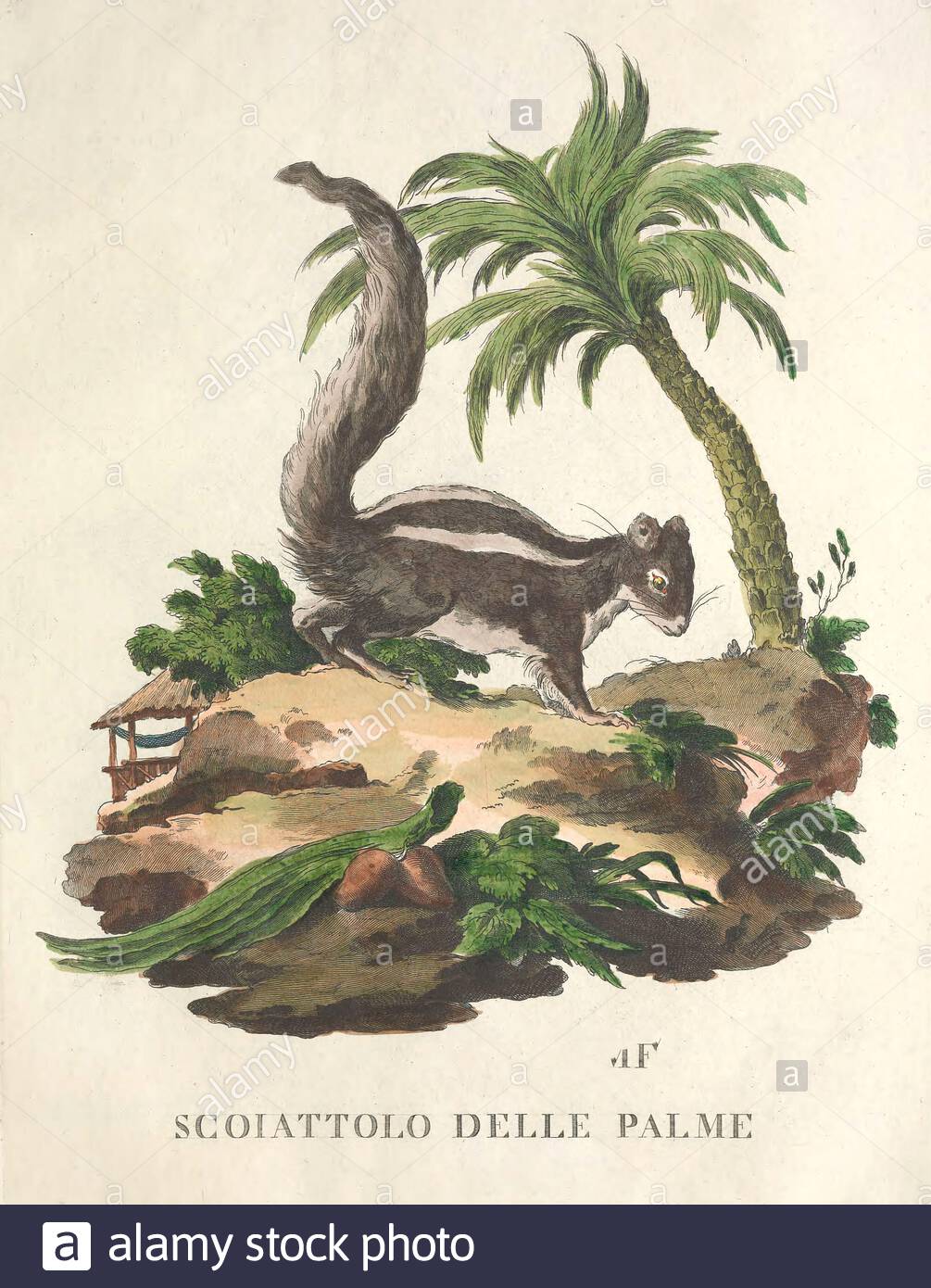 Scoiattolo delle Palme, illustrazione di colore vintage dal 1771 Foto Stock
