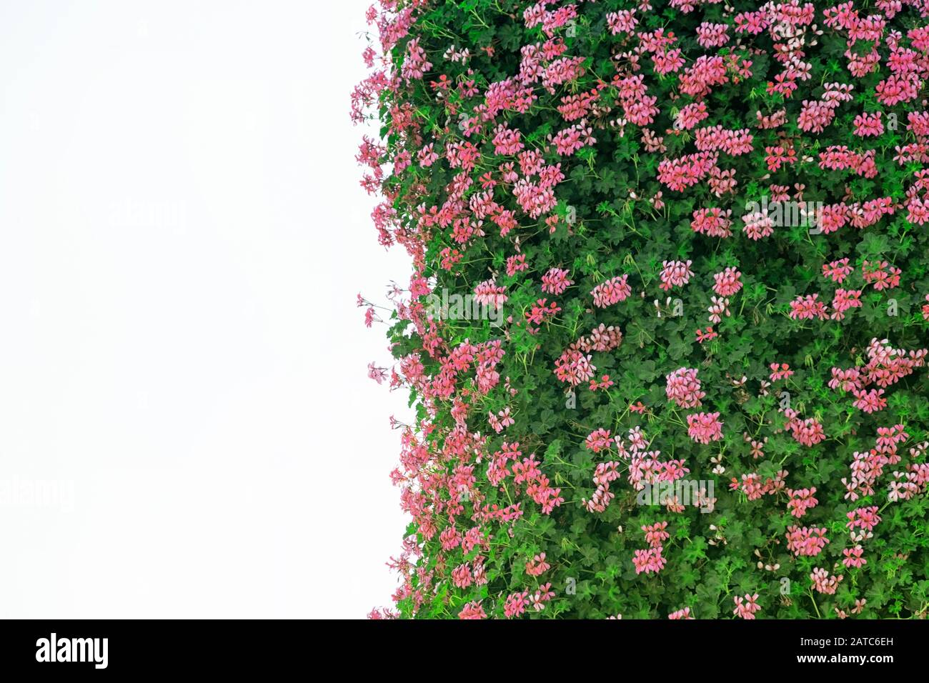Fiorire bei fiori contro una superficie bianca Foto Stock