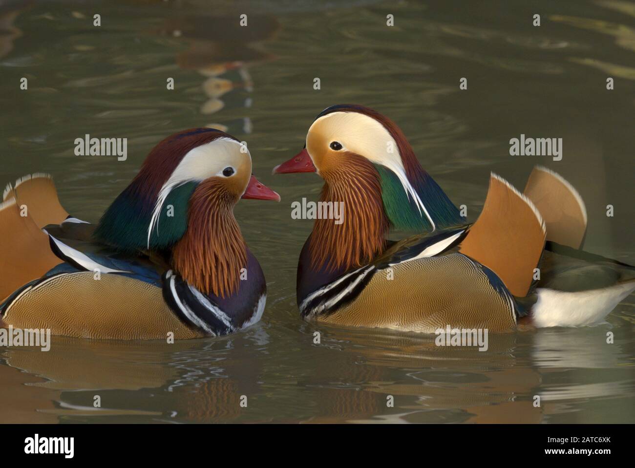 Mandarin Ducks, Aix galericulata, due maschi adulti nuoto. Slimbridge WWT, Gloucestershire, Regno Unito Foto Stock