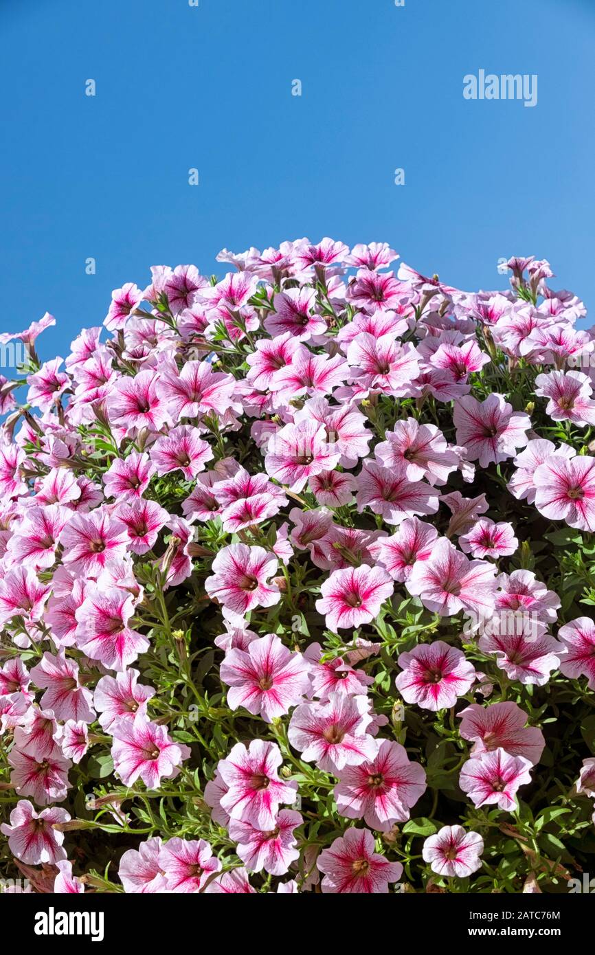 Monticelli di fiori in fiore in un giorno estivo Foto Stock
