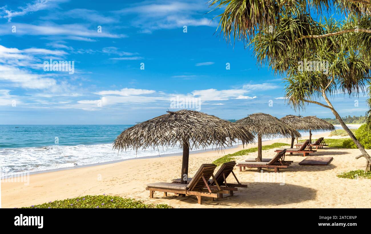 Lettini da spiaggia con ombrelloni sulla spiaggia tropicale in Sri Lanka. Vista panoramica su una spiaggia di sabbia con palme. Bellissima spiaggia di mare alla luce del sole. Resort b Foto Stock