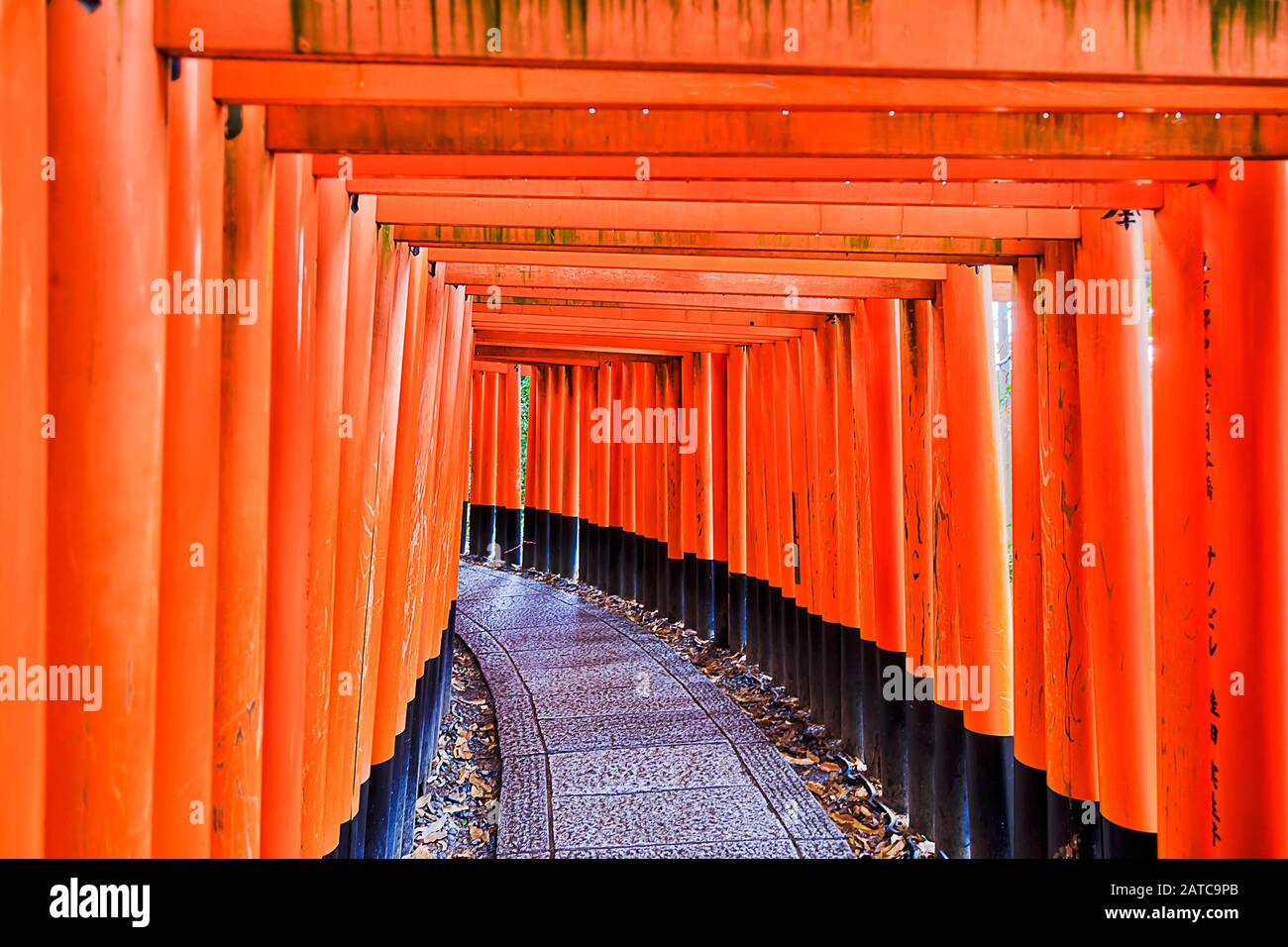 Porte Torii in legno dipinto di rosso nel tempio buddista Inari Taisha della città di Kyoto, Giappone. Passerella attraverso il corridoio di porte infinite. Foto Stock