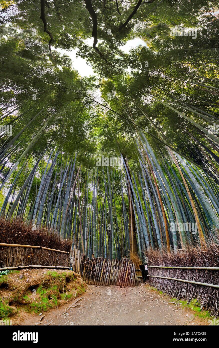 Parco boschetto di bamboo nell'area di Kyoto Arashiyama - panorama verticale dal livello del terreno del percorso a piedi alle corone degli alberi che chiudono in alto. Foto Stock