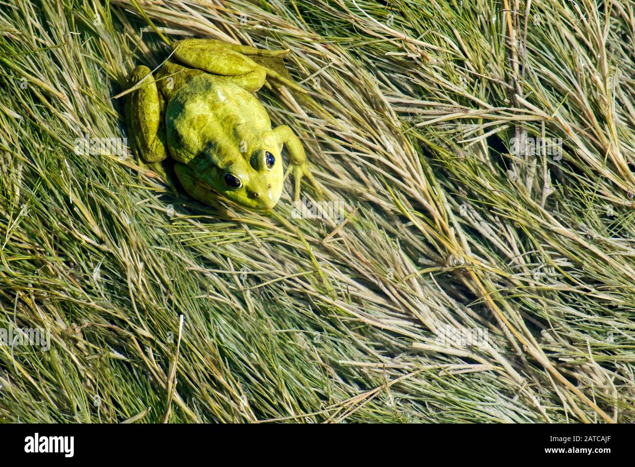 La rana verde di palude si trova sulle alghe in un lago (Pelophylax ridibundus) Foto Stock