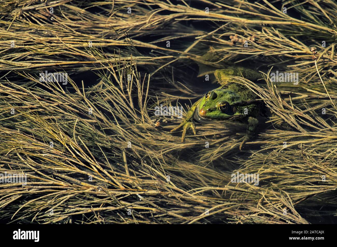 Frog di palude verde nascosto tra le alghe (Pelophylax ridibundus) Foto Stock