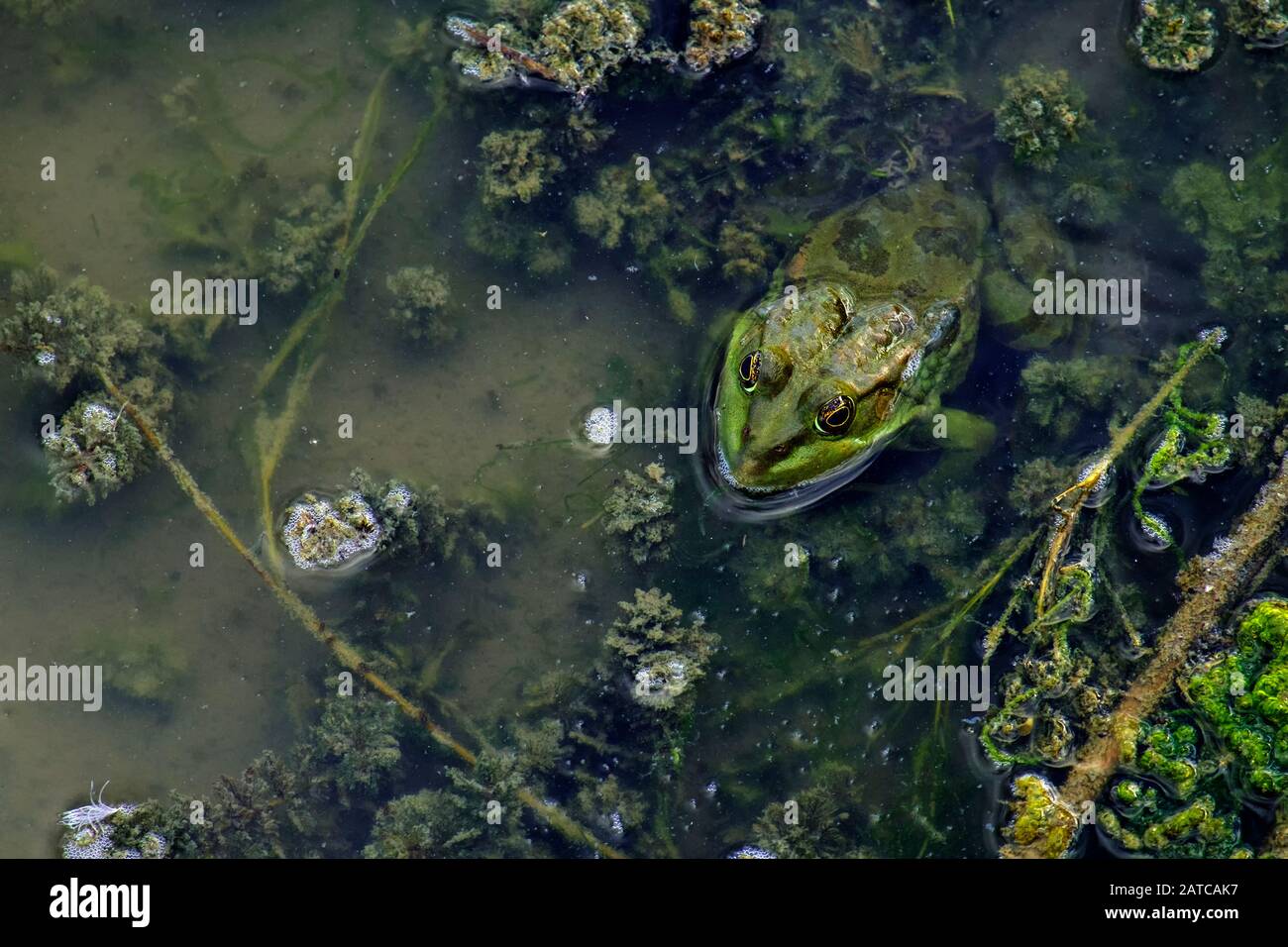 La rana verde di palude si trova in acqua sporca tra le alghe (Pelophylax ridibundus) Foto Stock