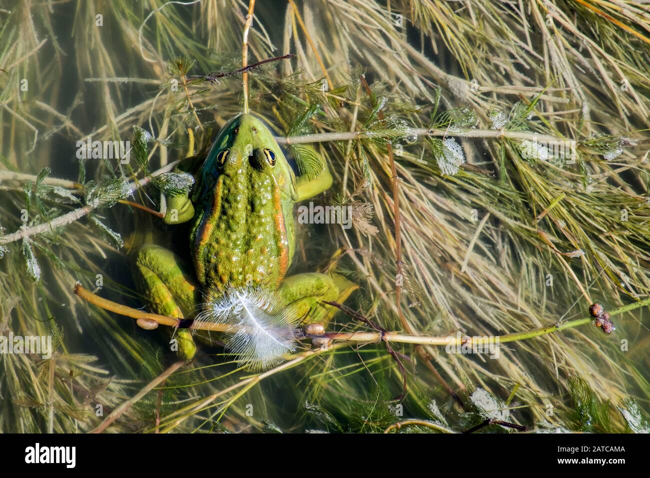 La rana verde di palude si trova sulle alghe in un lago (Pelophylax ridibundus) Foto Stock