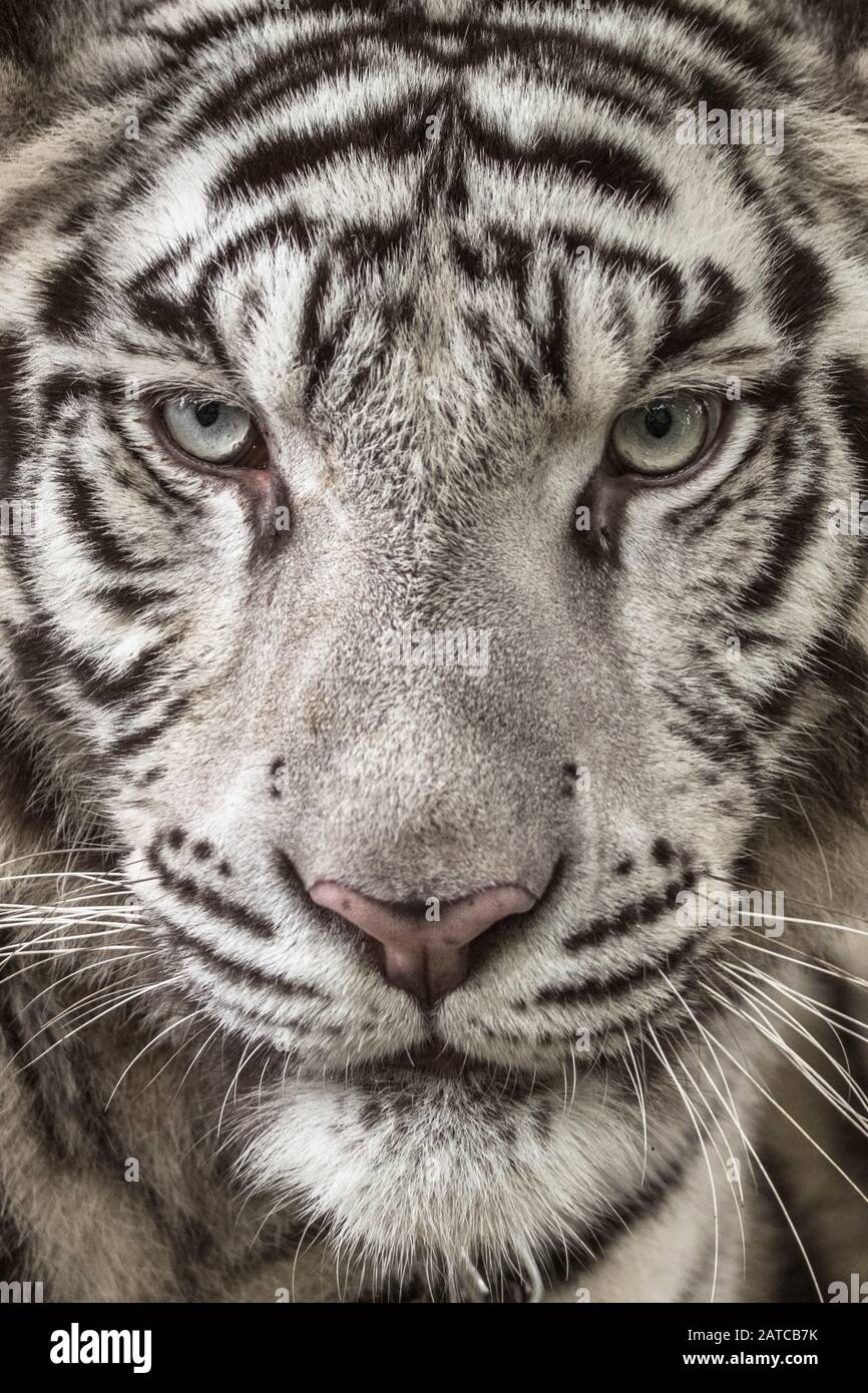 Primo piano di una tigre albina Sumatran, Indonesia Foto Stock