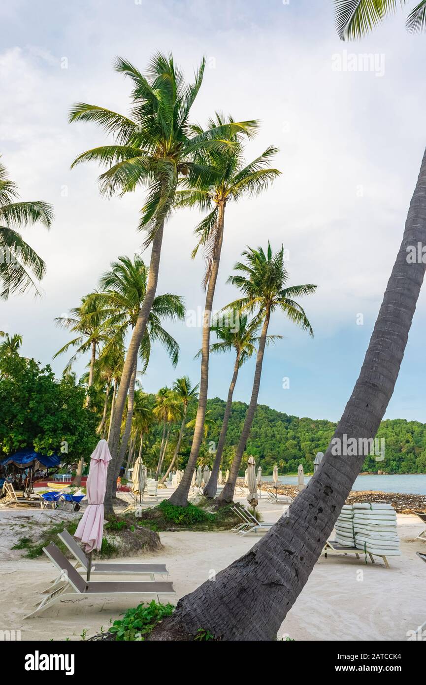 spiaggia solitaria con sedie a sdraio vuote circondate da palme da cocco. Bai sao Beach, Phu Quoc, Vietnam Foto Stock