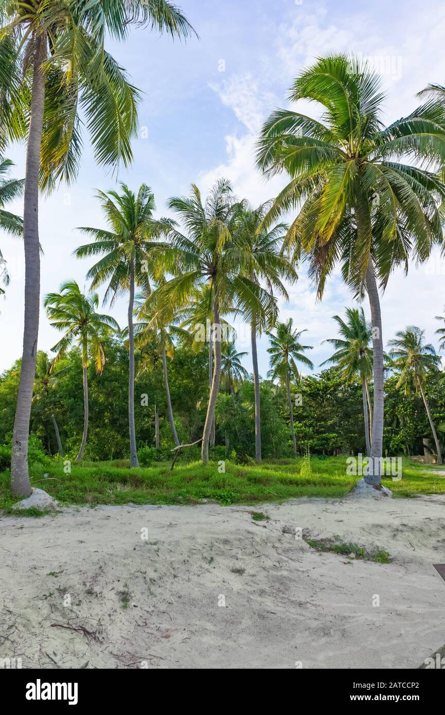 palme da cocco sulle rive del mare della cina meridionale. Bai sao Beach, Phu Quoc, Vietnam Foto Stock