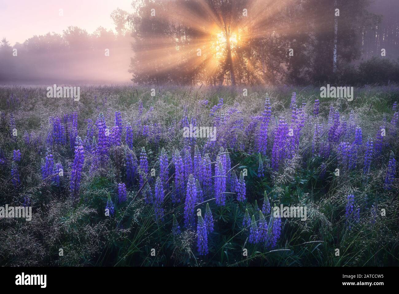 Lupini in un prato al tramonto, Lituania Foto Stock