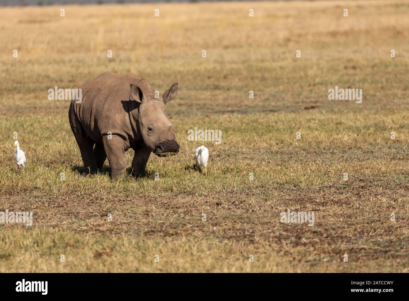 Rinoceronte Bianco del Sud (Ceratotherium simum simum) alimentazione di vitello sulla savana in Ol Pejeta Conservancy, Kenya Foto Stock