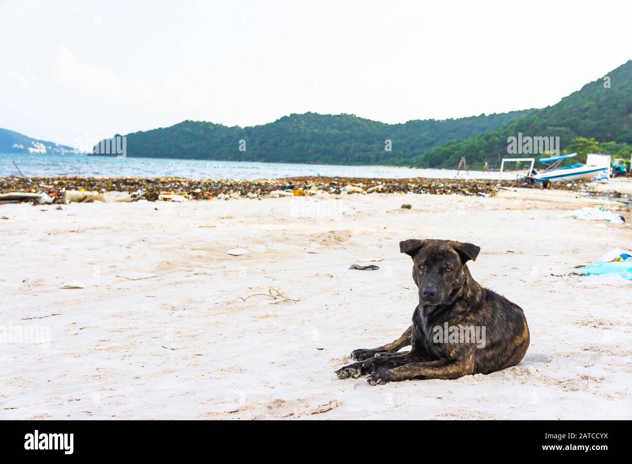 il triste cane nero si trova sulla spiaggia sporca. Bai sao Beach, Phu Quoc, Vietnam Foto Stock