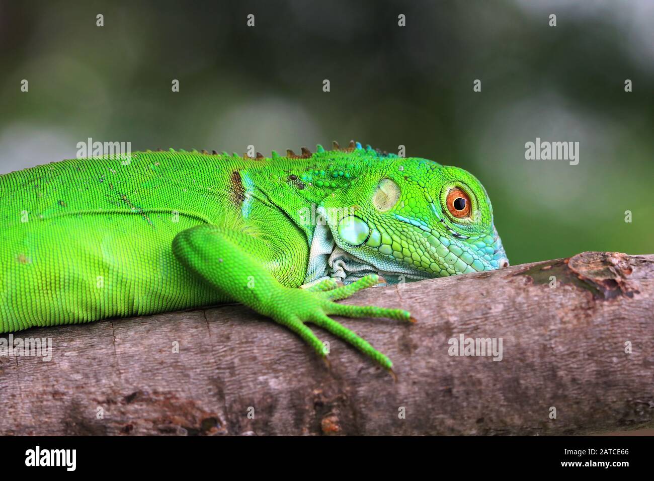 Iguana verde su un ramo, Indonesia Foto Stock