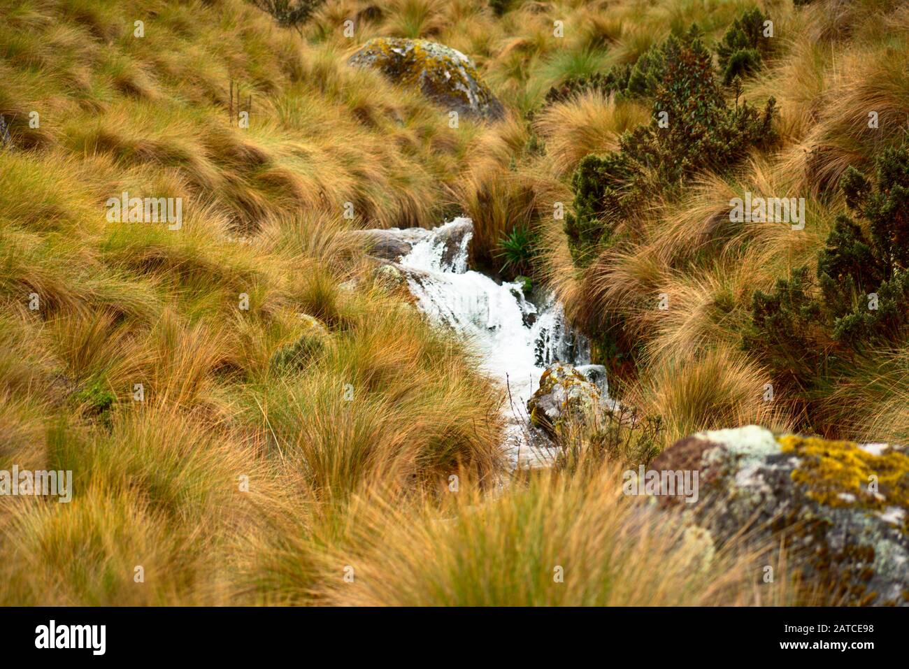 Torrente che scorre circondato da erba di ichu Huascarán Parco Nazionale del Perù Foto Stock