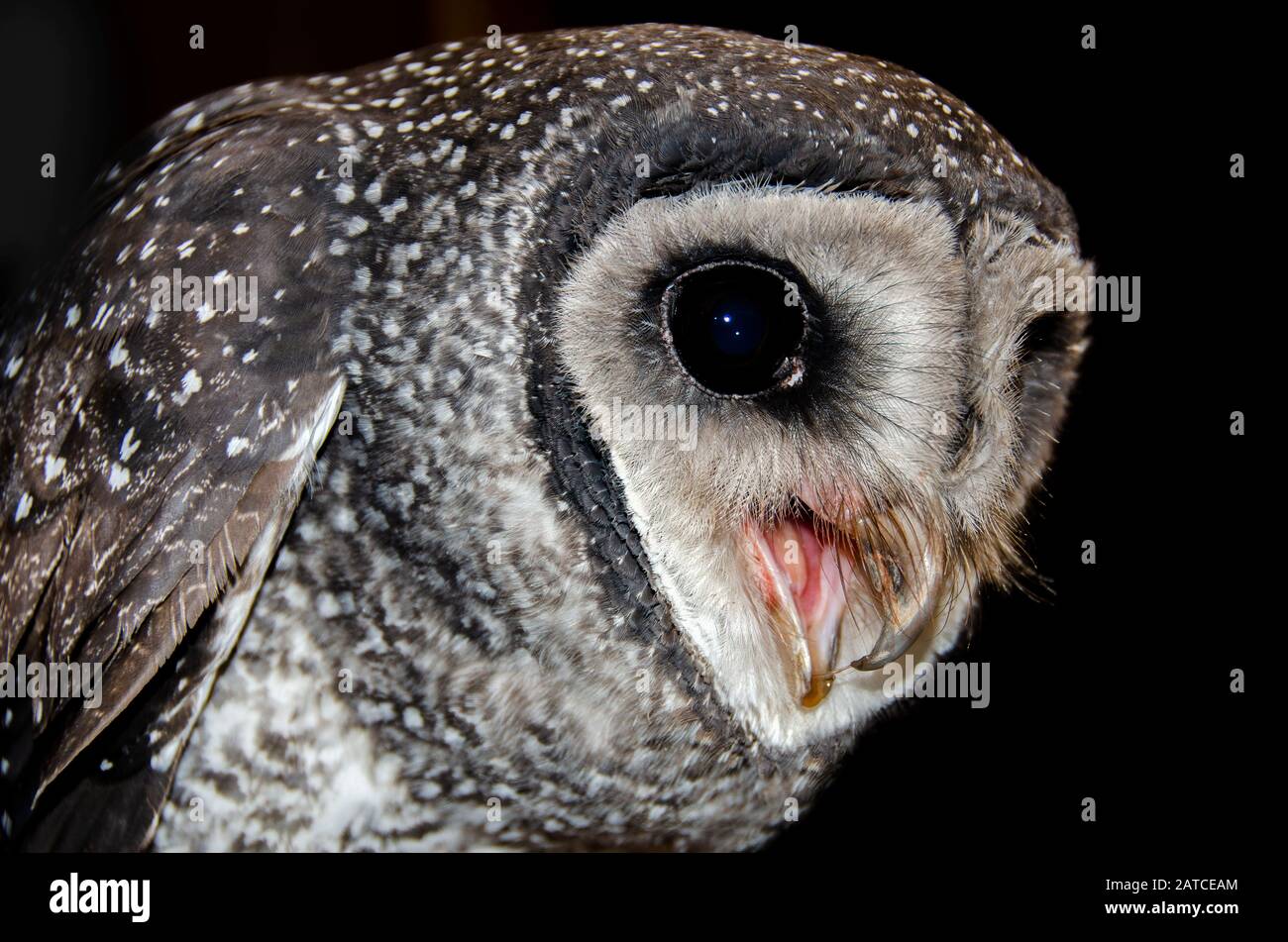 Close-up di un gufo mascherato, Australia Foto Stock