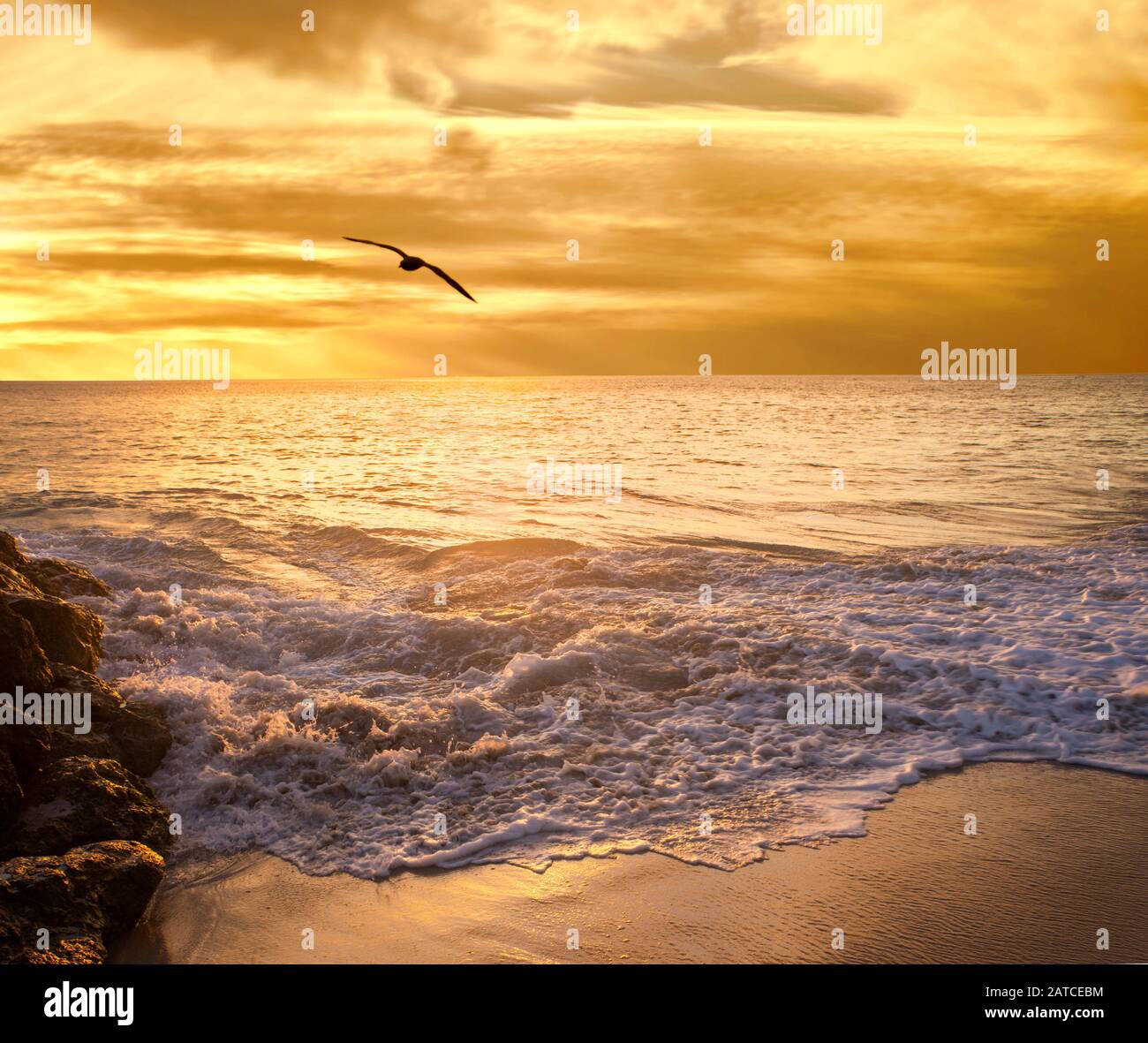 Volo di uccello sulla spiaggia al tramonto, Perth, Australia Occidentale, Australia Foto Stock