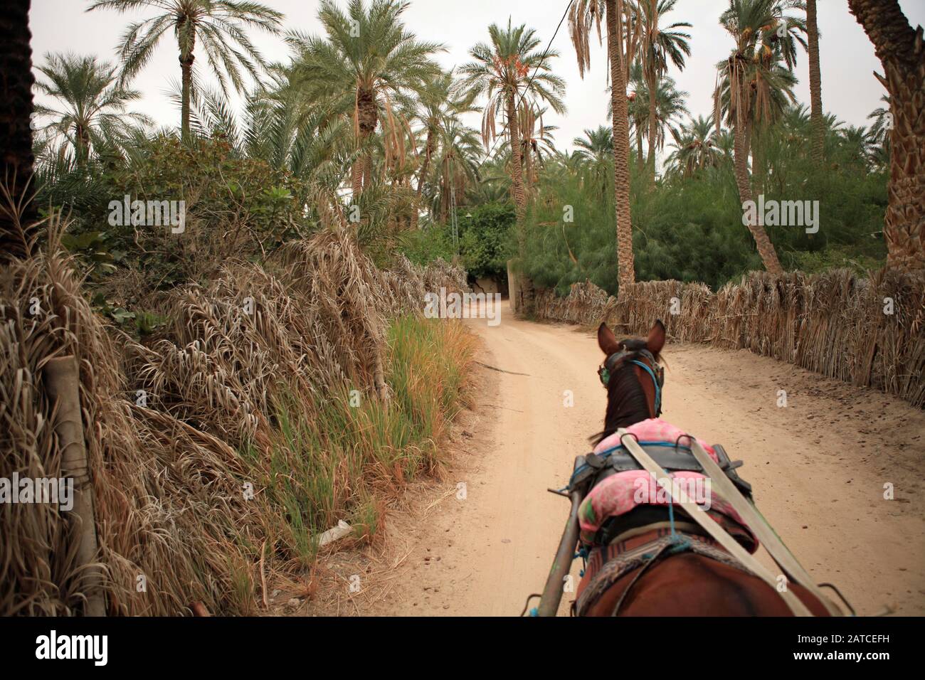 Giro in carrozza a cavallo in un'oasi vicino a Tozeur. Foto Stock
