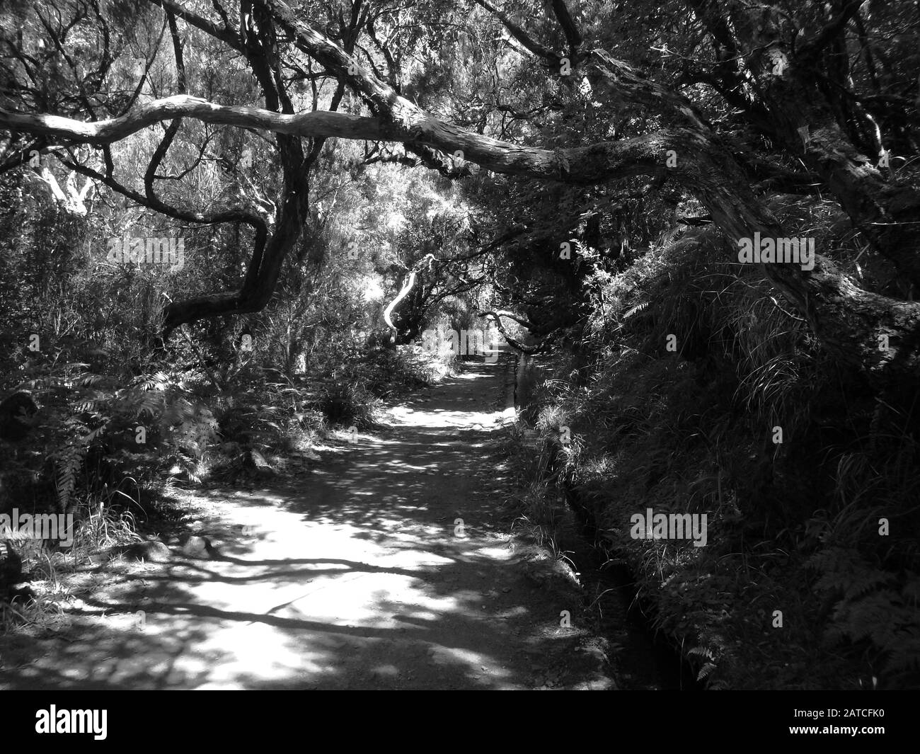Sentiero sterrato attraverso una foresta verde in bianco e nero Foto Stock