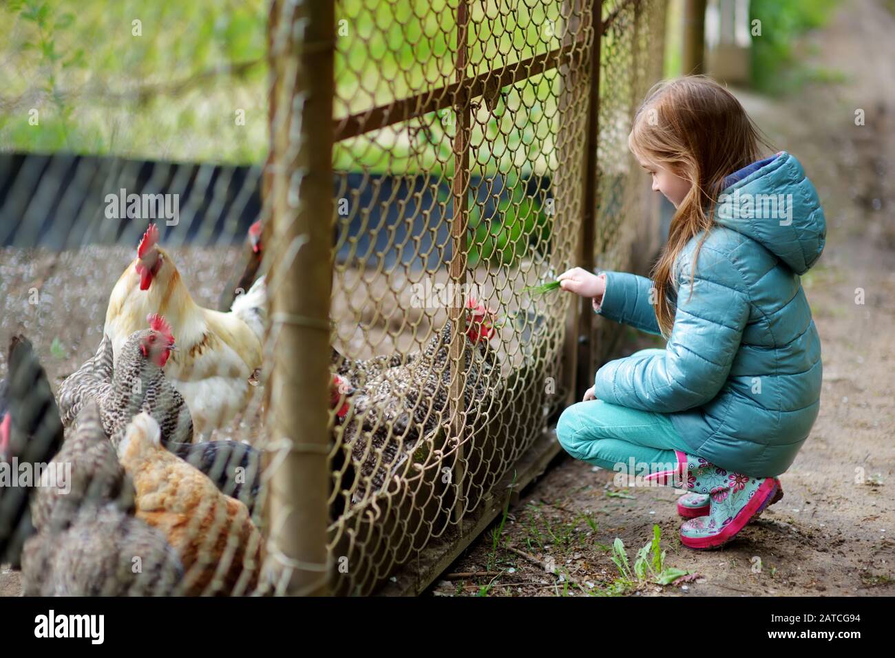 Ragazza carina piccola guardando polli fattoria attraverso recinzione di metallo. Bambini che esplorano la natura. Foto Stock