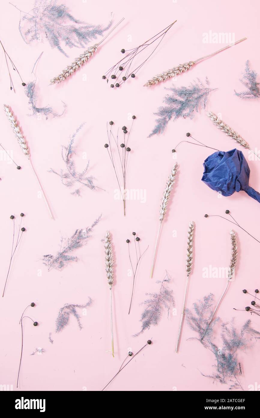 Composizione di fiori festosi. Motivo fatto di fiori secchi con rosa blu a mano su sfondo rosa pastello.Primavera, Pasqua, concetto estivo. Disposizione piatta Foto Stock