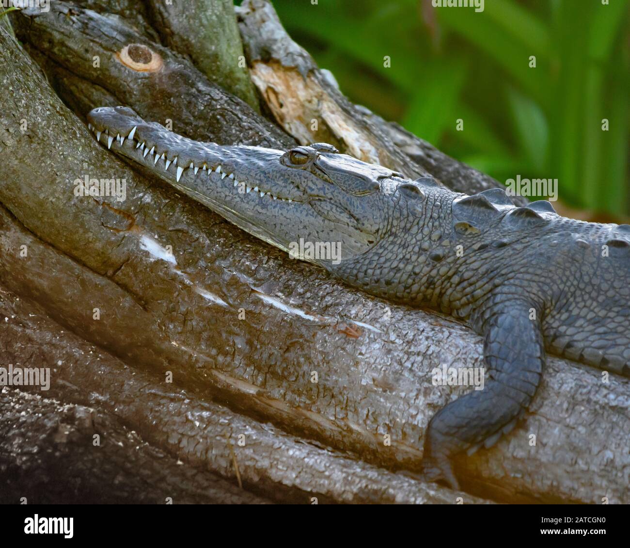Coccodrillo che riposa su tronco d'albero; Parco Nazionale la Tovaro a San Blas, Riviera Nayarit, Messico. Foto Stock