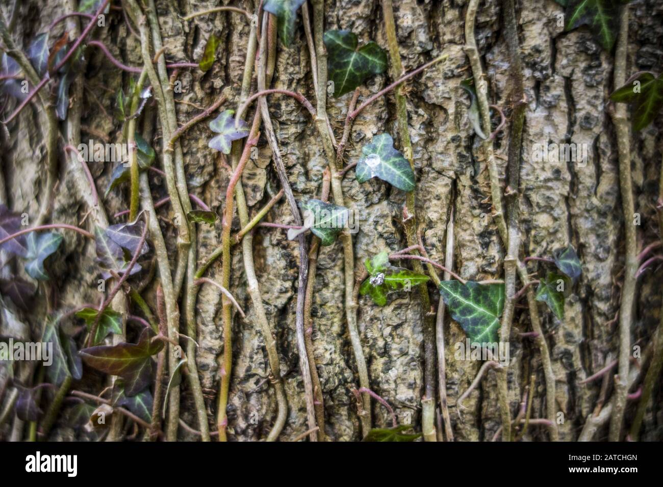 Poznan, Wielkopolska, Polonia. 1st Feb, 2020. Oggi era per lo più nuvoloso e abbastanza piovoso, ma la primavera presto è il momento in cui la natura si sveglia - indipendentemente dal tempo, e a volte contro di esso. Credito: Dawid Tatarkiewicz/Zuma Wire/Alamy Live News Foto Stock