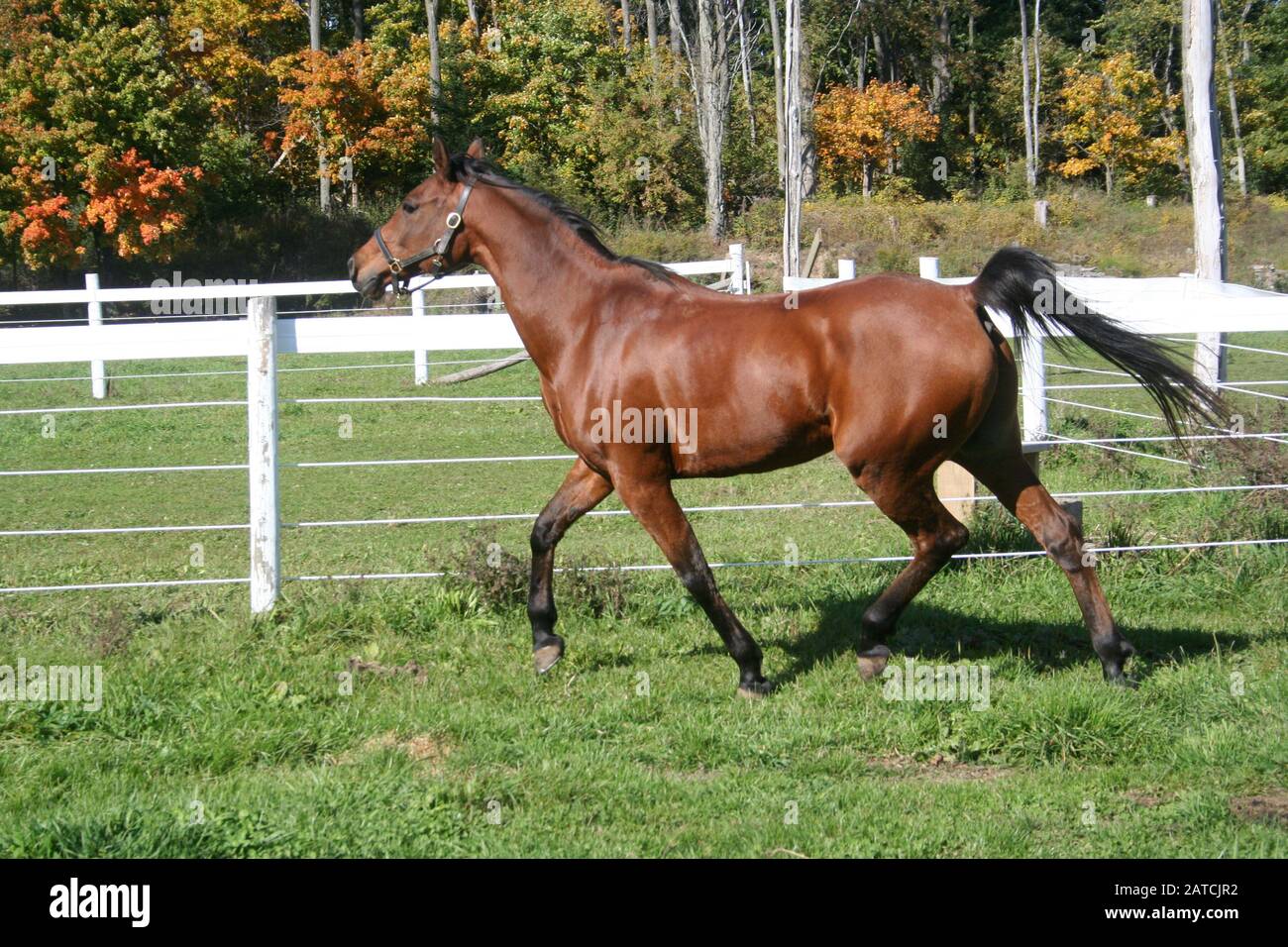 Trotto in rame gelatineggiante arabo nel paddock Foto Stock
