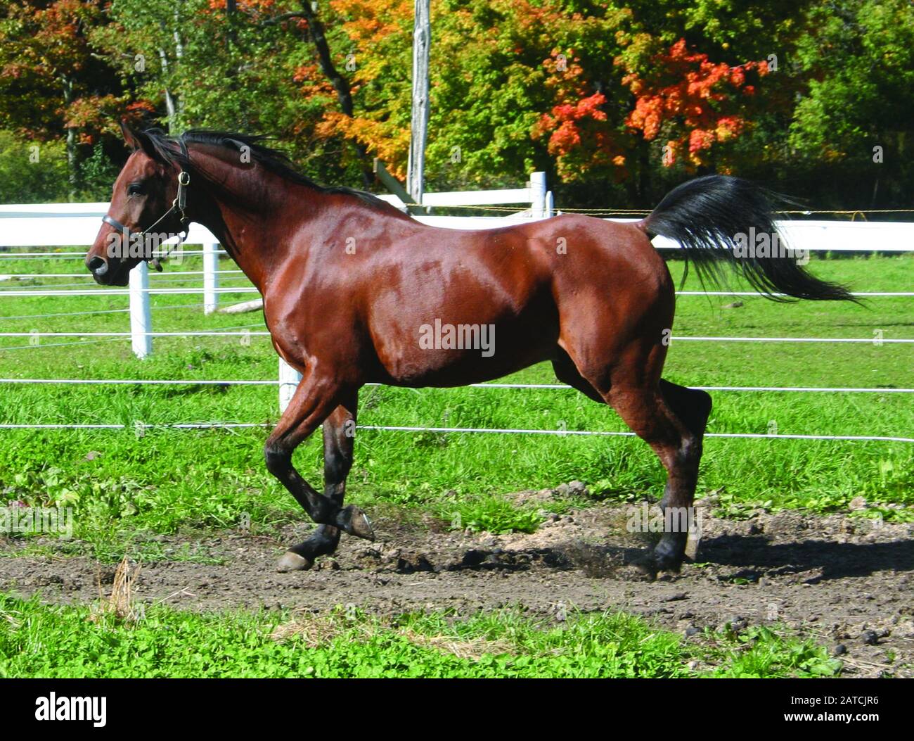 Trotto in rame gelatineggiante arabo nel paddock Foto Stock