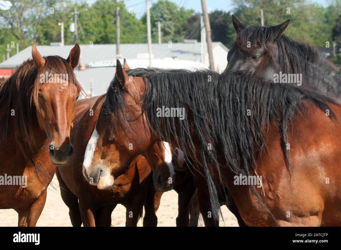 Rodeo Rough Stock Foto Stock