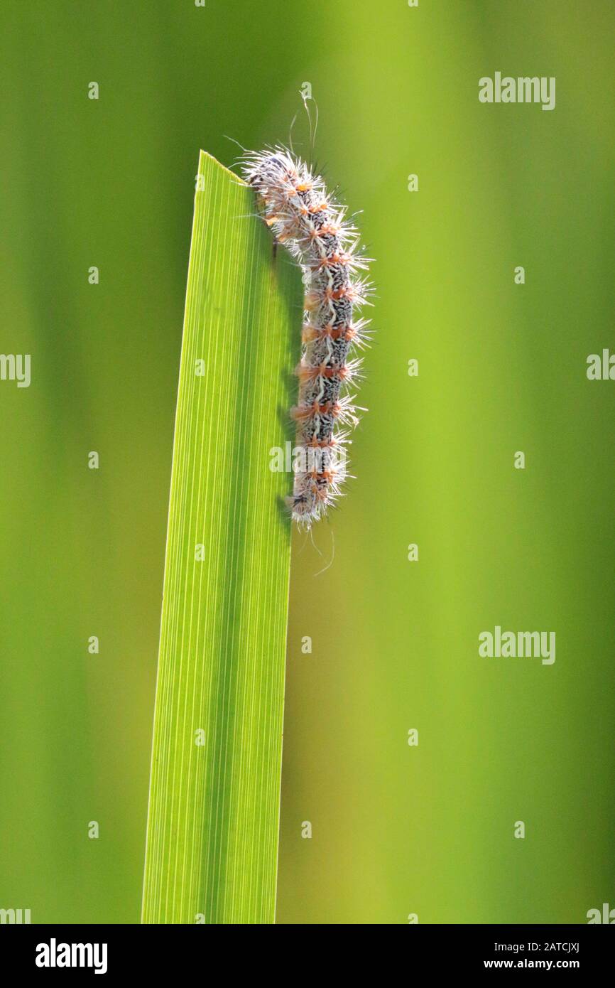 Caterpillar sullo stelo dell'erba Foto Stock