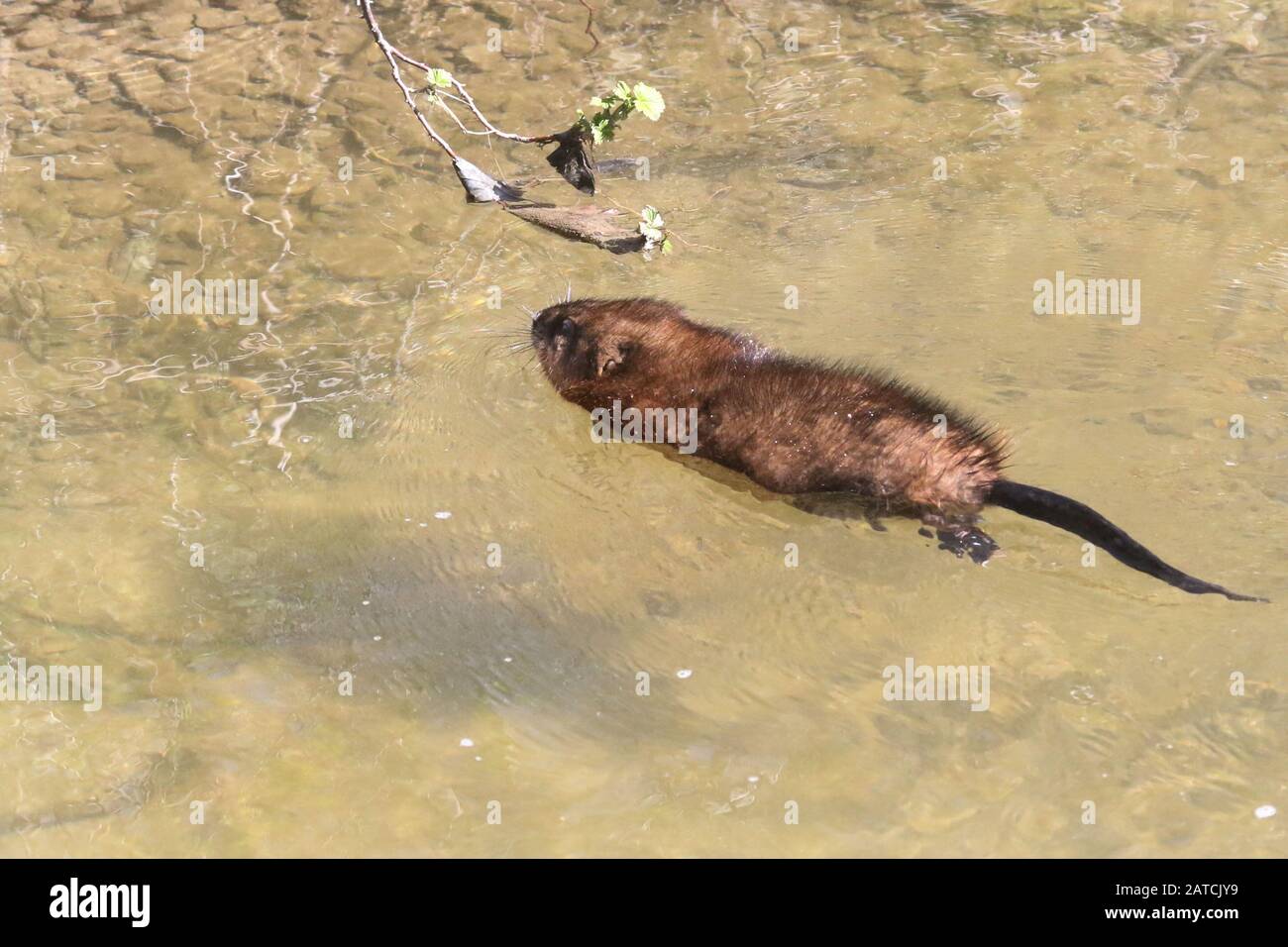 Muschio ratto nuoto nel fiume Foto Stock