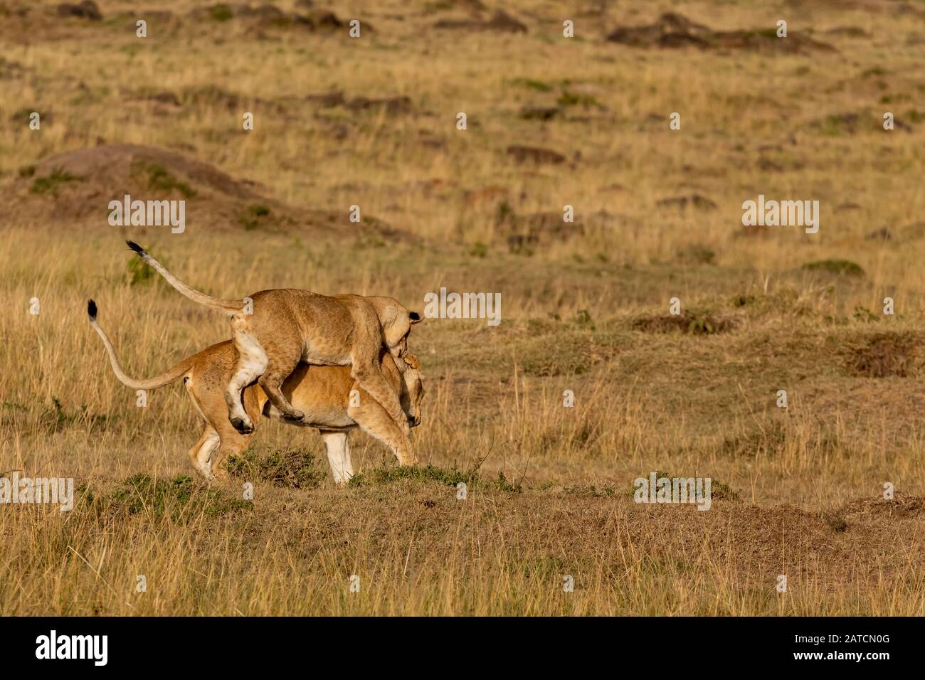 I cuccioli di Leone africano (Panthera leo) giocano a combattere contro la savana del Mara North Conservancy, Kenya Foto Stock