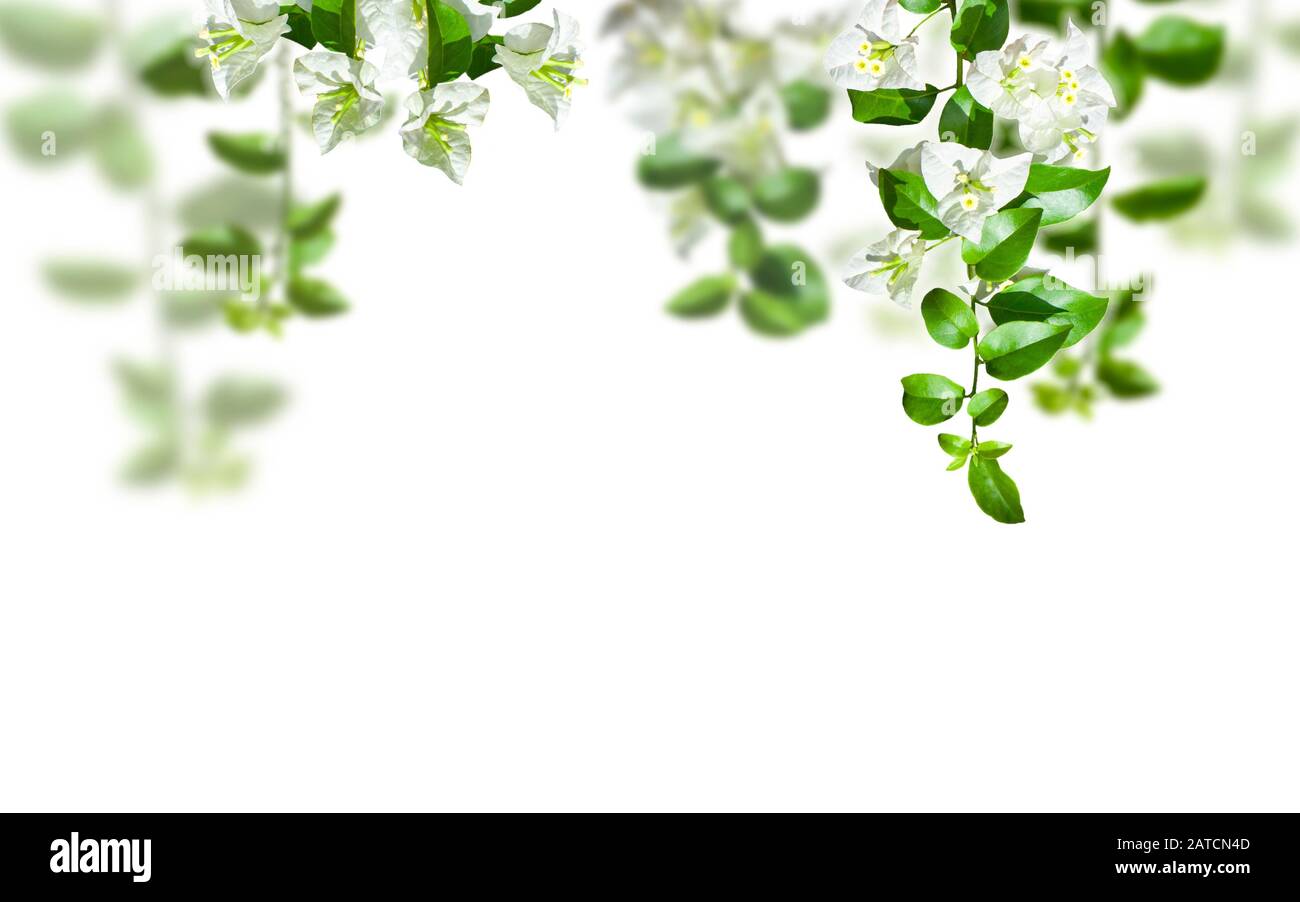 Fiori bianchi di Bougainvillea su sfondo bianco Foto Stock