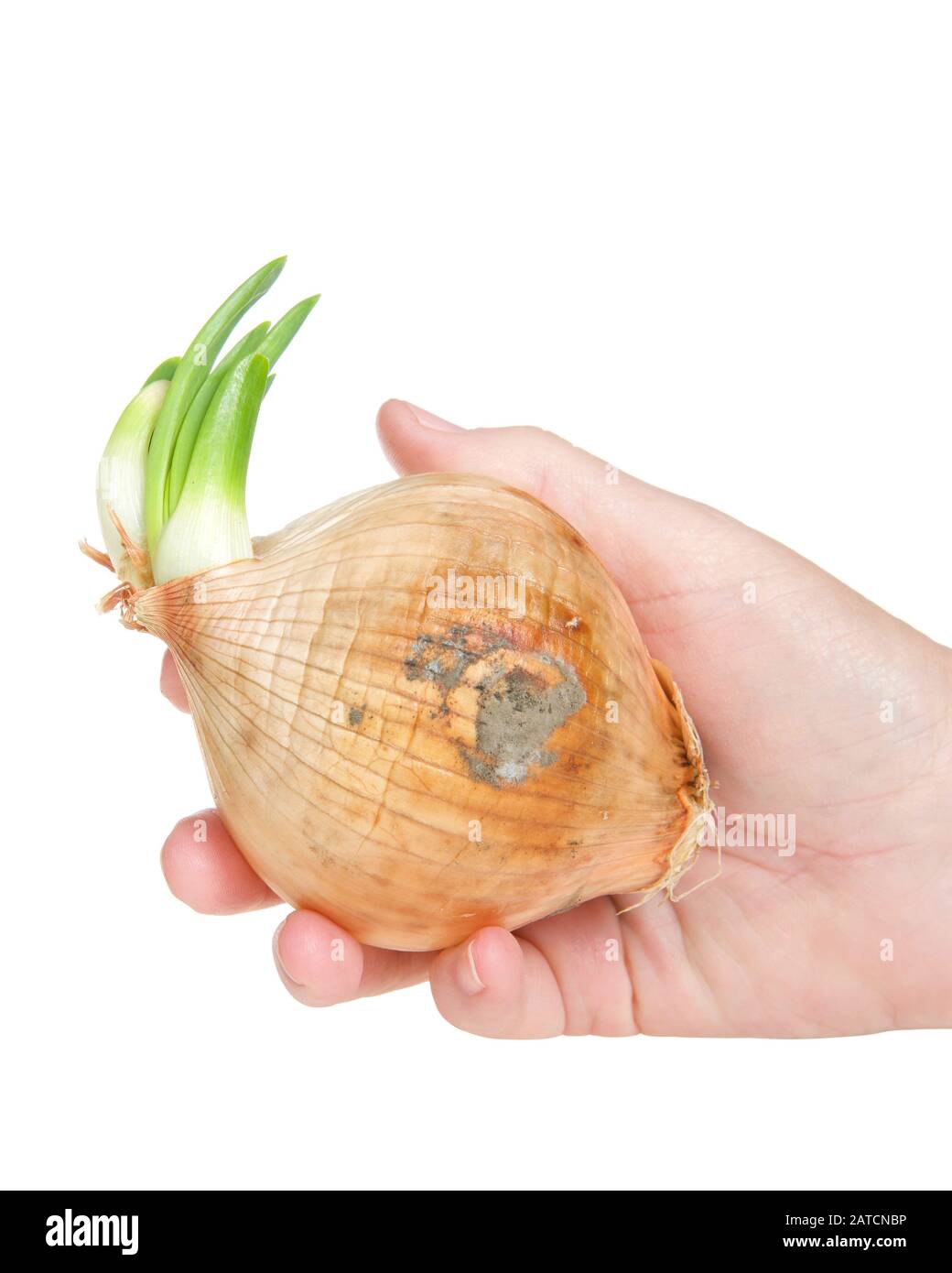 Mano che tiene una cipolla bianca media andato a seme, germogliando le foglie verdi. Isolato su sfondo bianco Foto Stock
