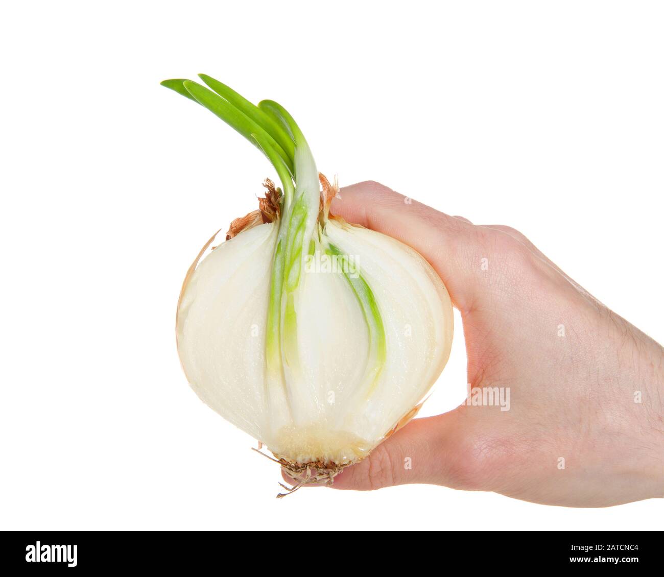 Mano che tiene una cipolla bianca media andato a seme, germogliando le foglie verdi. Affettato a metà per mostrare crescita all'interno della cipolla. Isolato su sfondo bianco Foto Stock