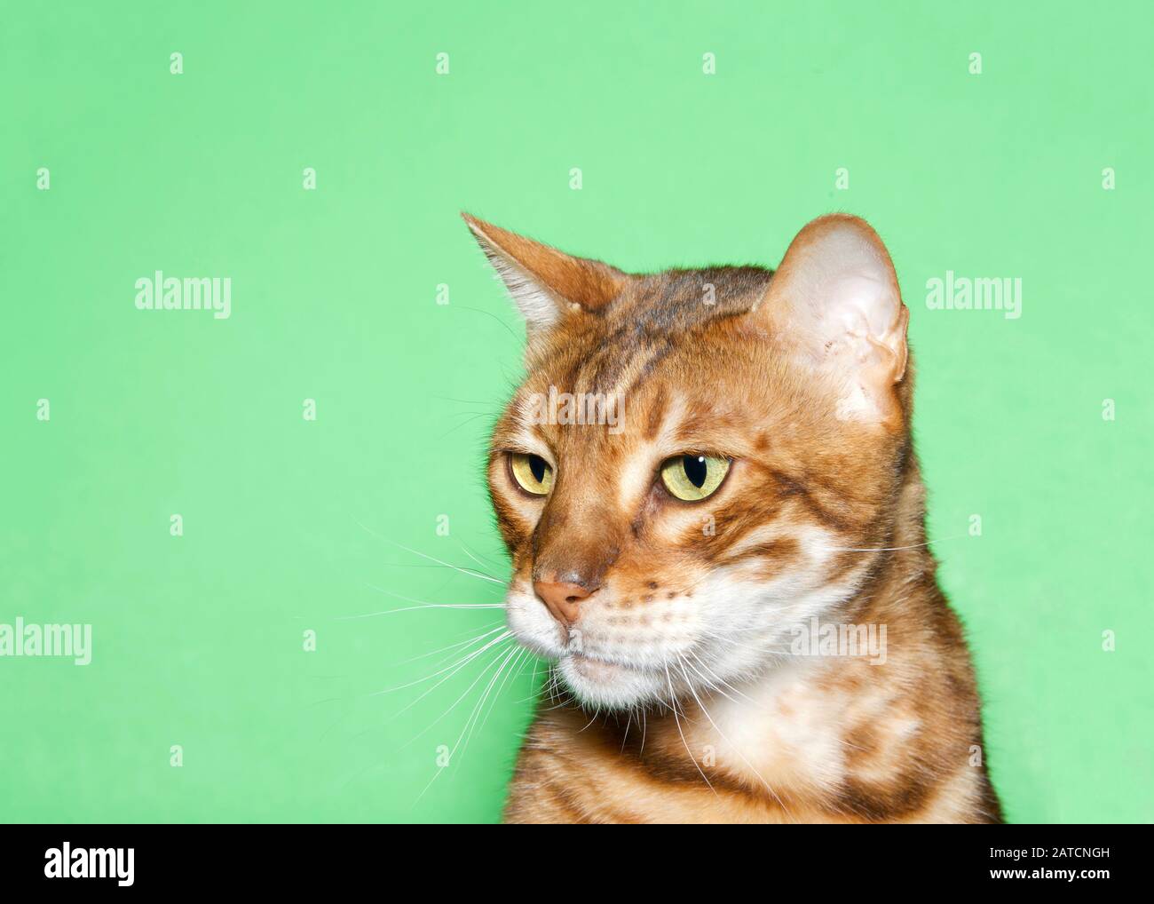 Primo piano profilo ritratto di un adorabile arancio e marrone Bengala gatto guardando agli spettatori a sinistra con curioso espressione. Sfondo verde con spazio di copia Foto Stock