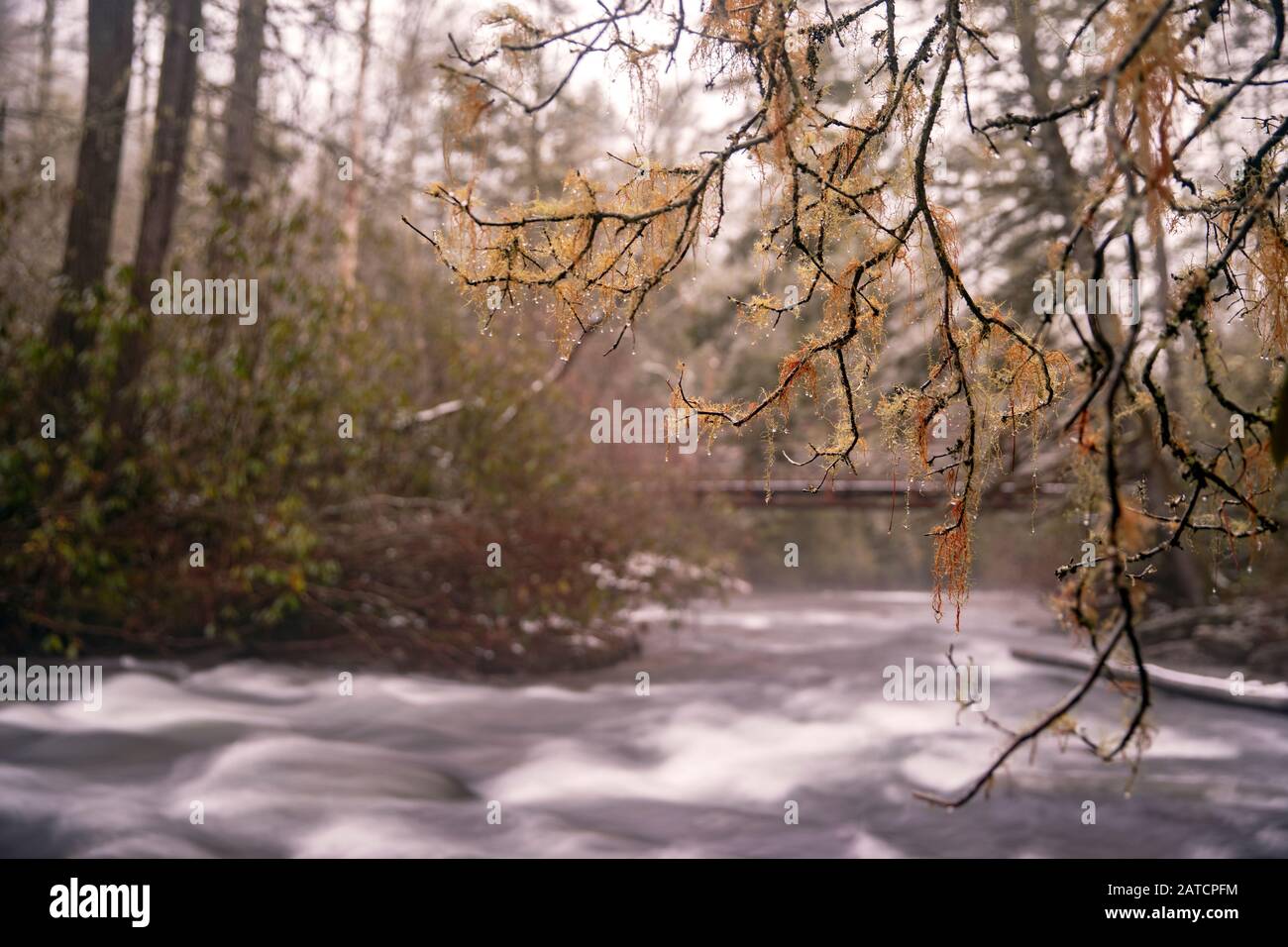 Scenico sognante del Piccolo fiume - Dupont state Recreational Forest, vicino Brevard, Carolina del Nord, Stati Uniti Foto Stock