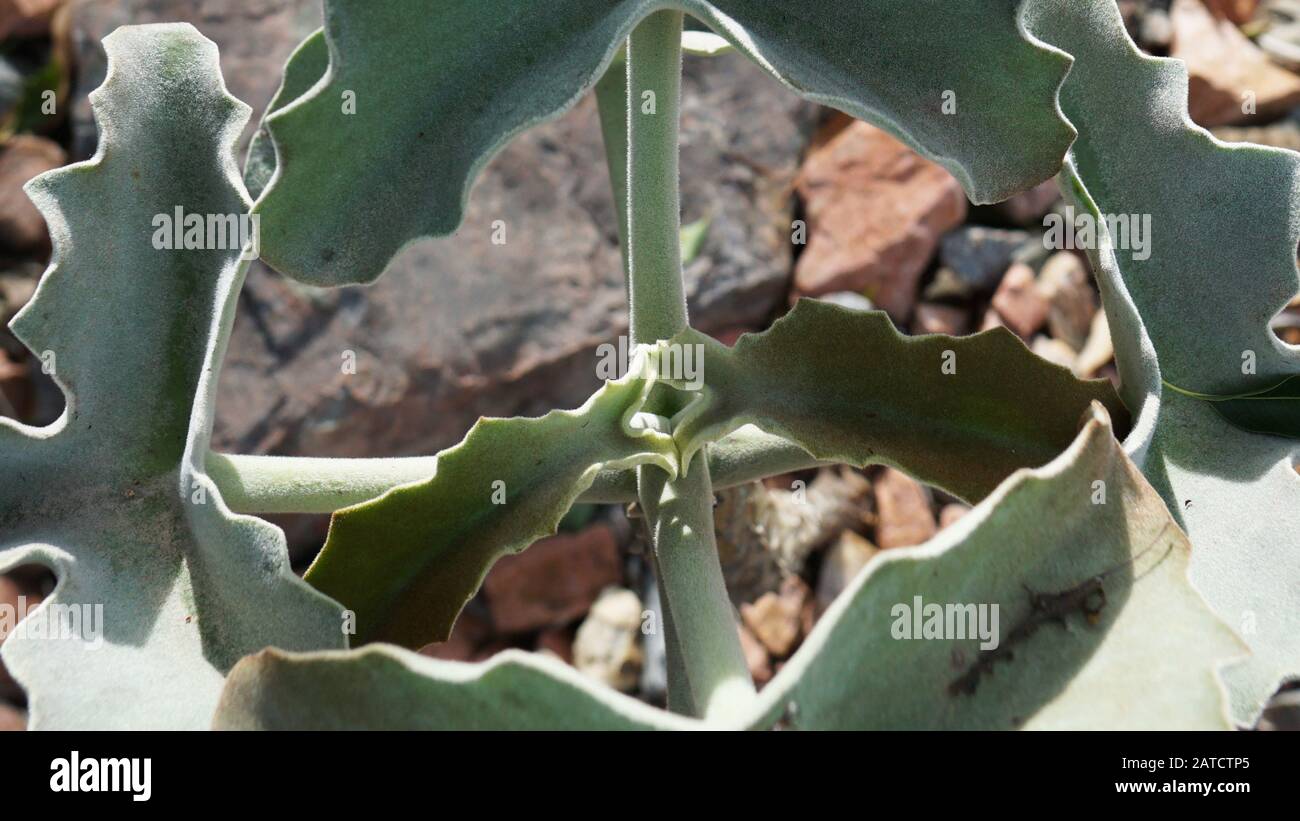 Kalanchoe beharensis è una pianta sempreverde succulenta perenne della famiglia delle Crassulaceae. Questa pianta ha ottenuto il Premio della Royal Horticultural Society. Foto Stock