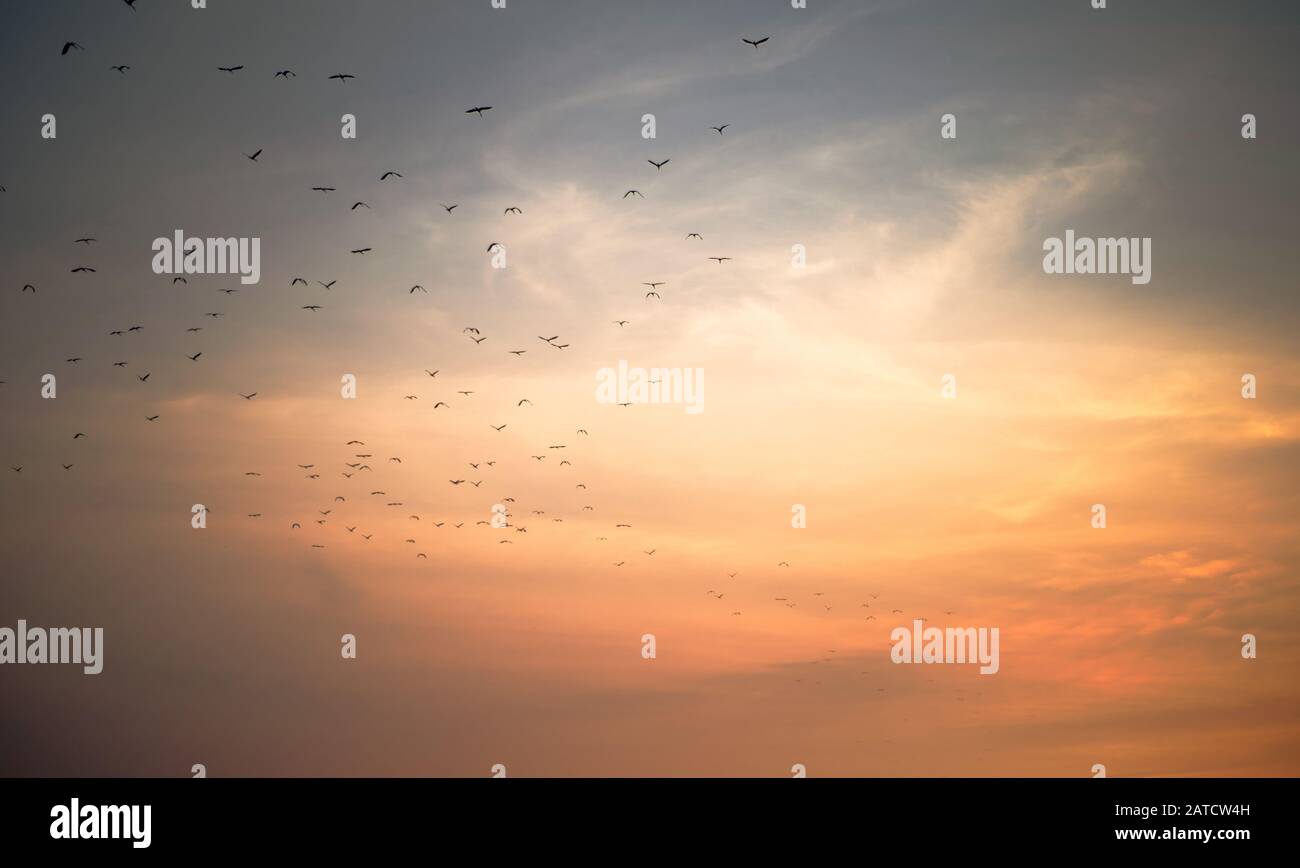 tramonto cielo con gruppo di uccelli in tono caldo Foto Stock