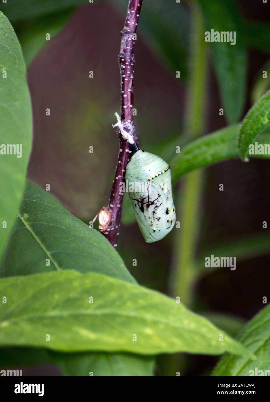 Primo piano di un monarca farfalla Cocoon in un giardino Foto Stock