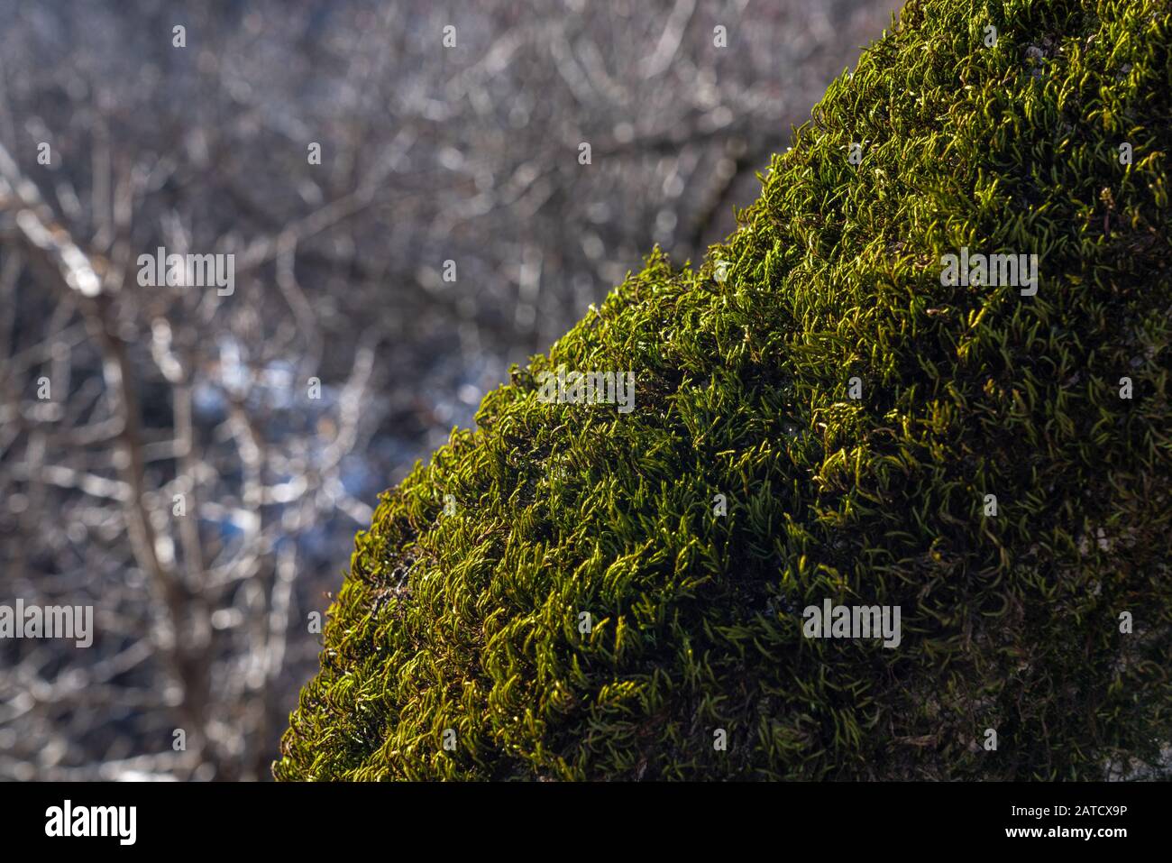 Muschio verde spesso su un tronco di albero, fuoco selettivo Foto Stock